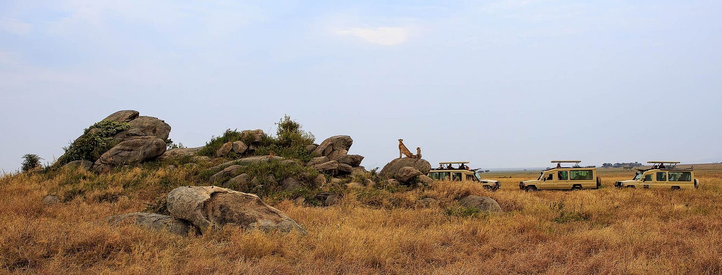 conservation photography, african safari, cheetahs