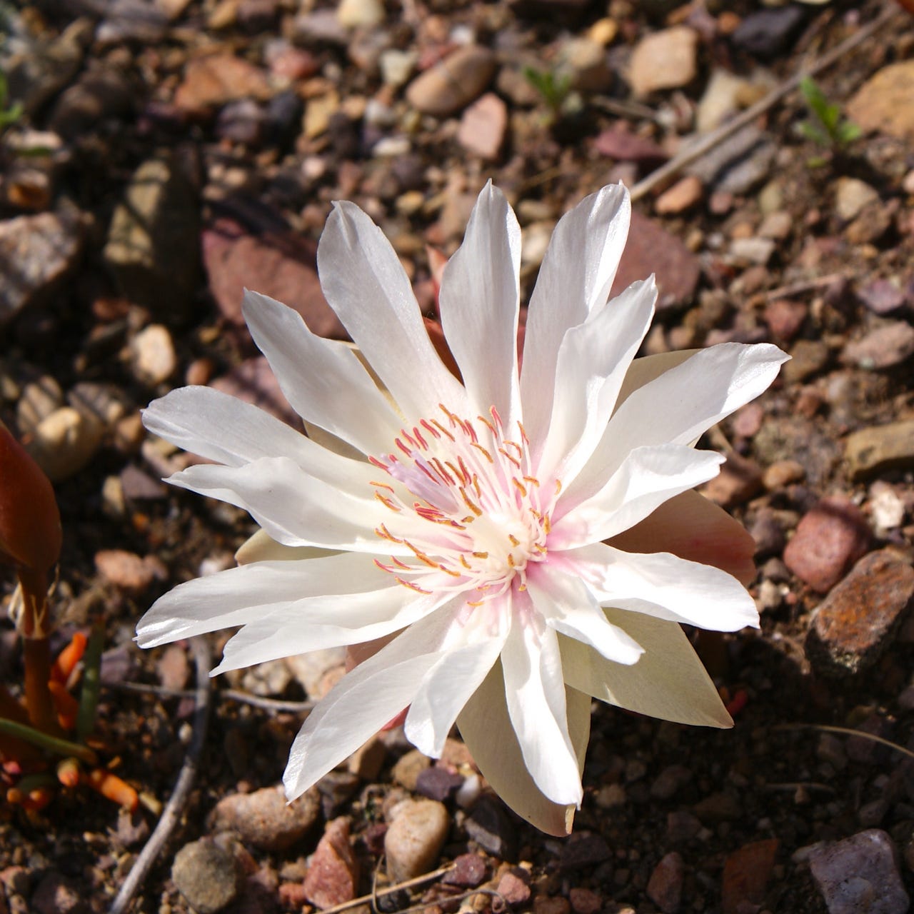 Montana Wildflower of the Day logo