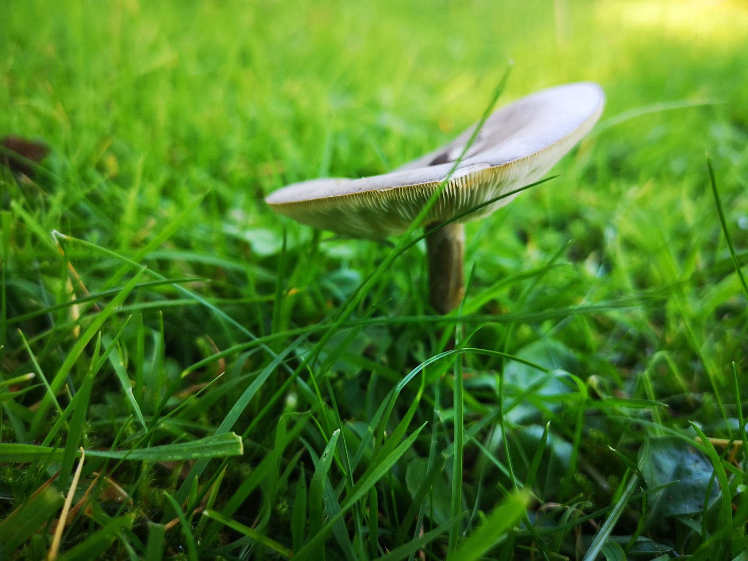 Fungi in Winter in Dawlish Park, Exeter