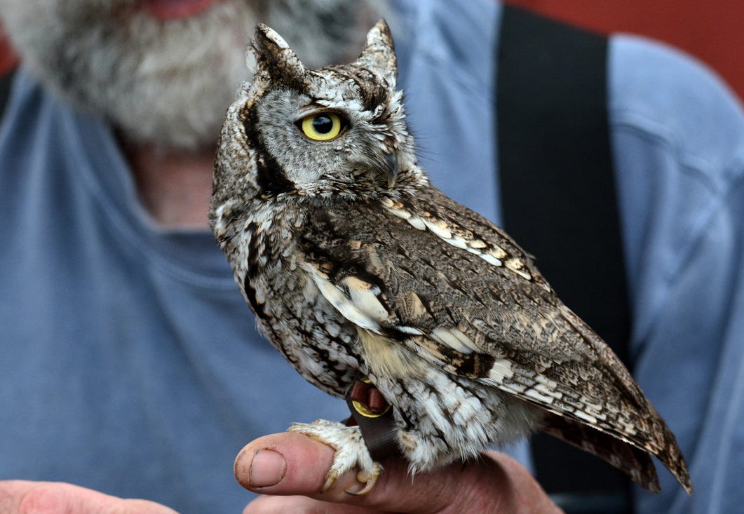 Introducing the Western Screech-owl - Buffalo Bill Center of the West Introducing the Western Screech-owl - Buffalo Bill Center of the West