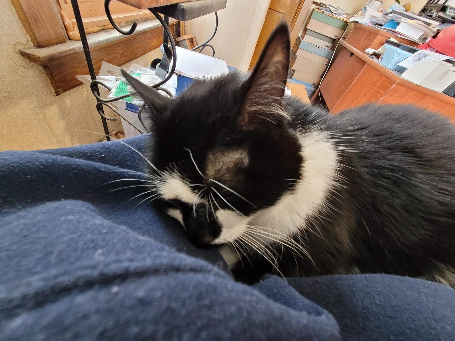 Bree, the Meeting Cat