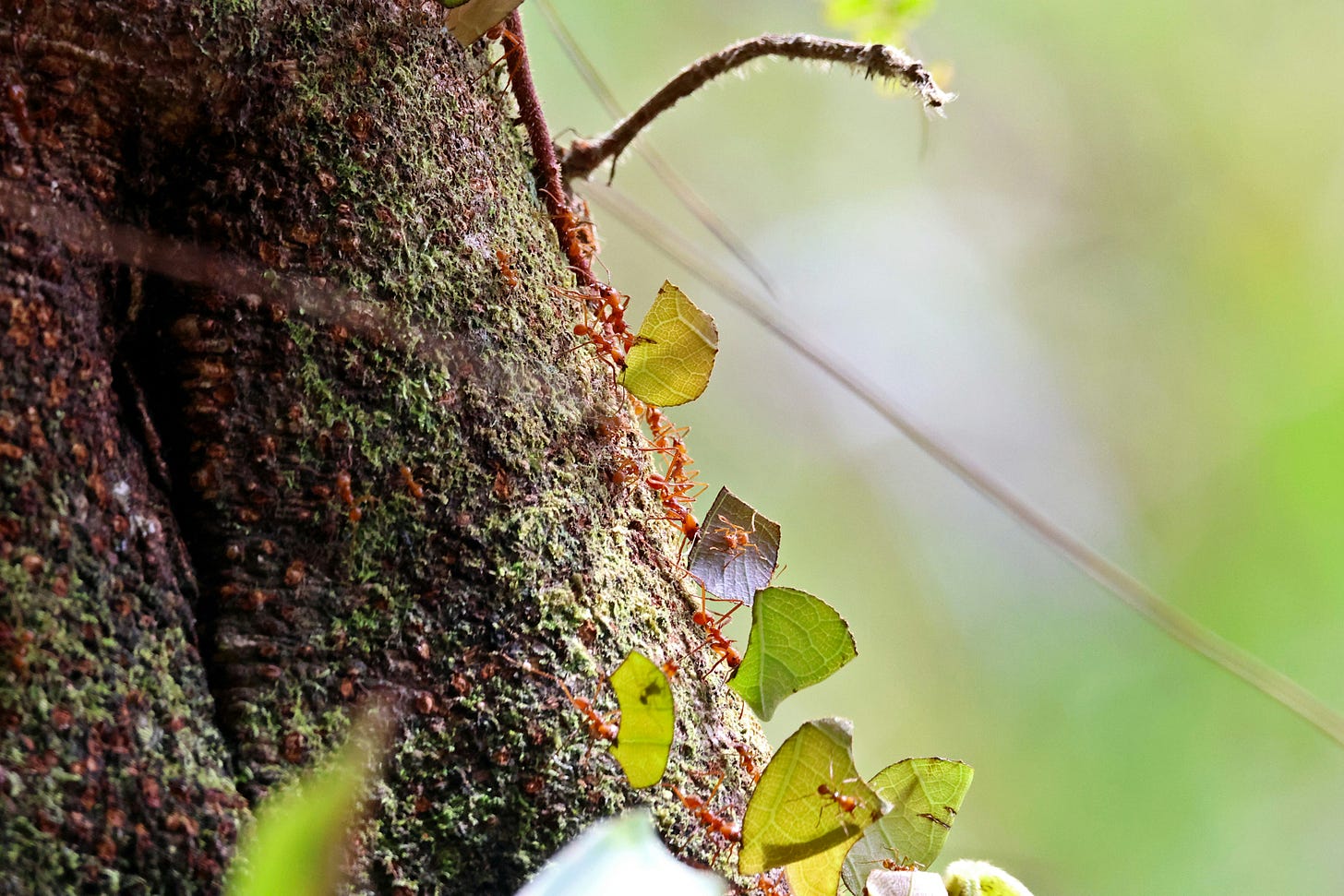 Leaf cutter ants climbing a tree in Belize