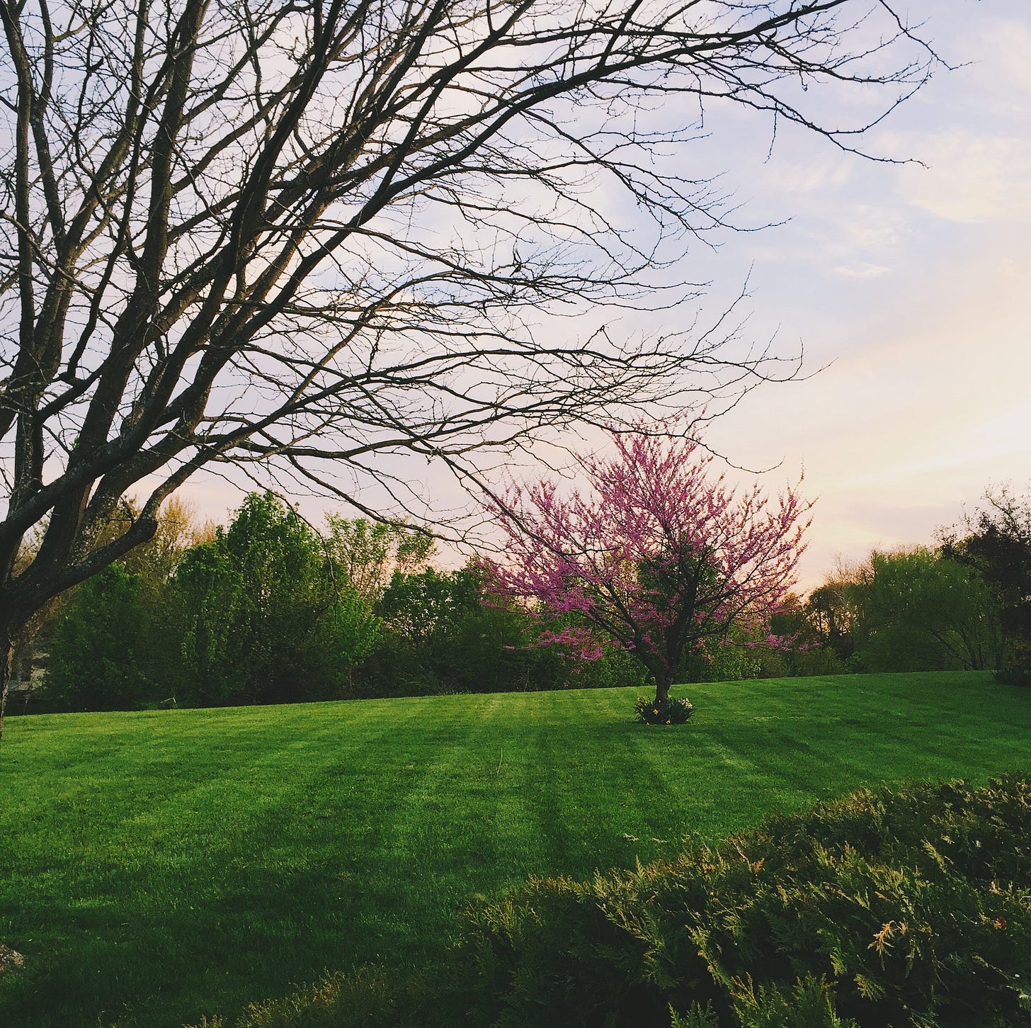 A manicured green lawn with a blooming pink tree.