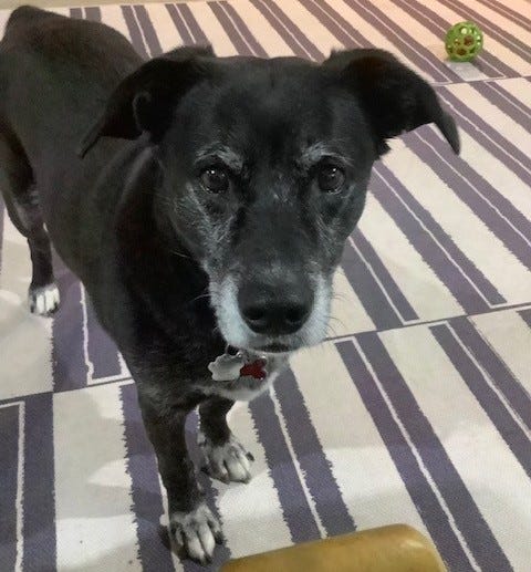 Black dog looking up at camera