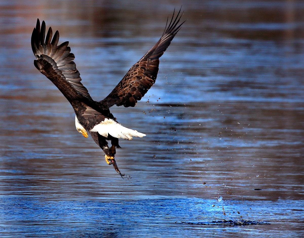 Black River Black River