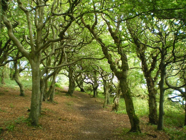 File:Spooky woods at Cruggleton - geograph.org.uk - 1452213.jpg - Wikimedia  Commons