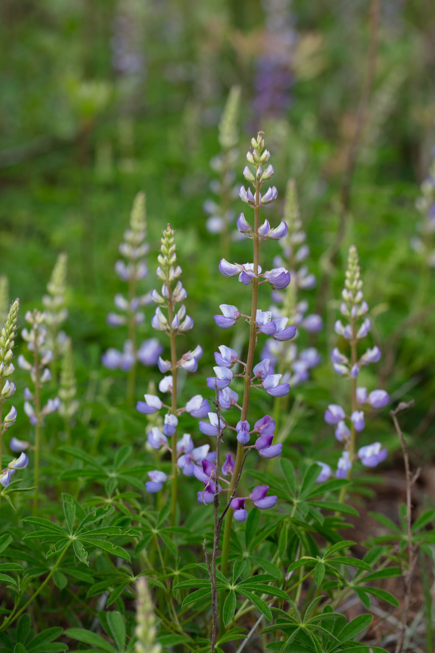 A group of plants with columns of purple flowers fading into soft focus green in the background