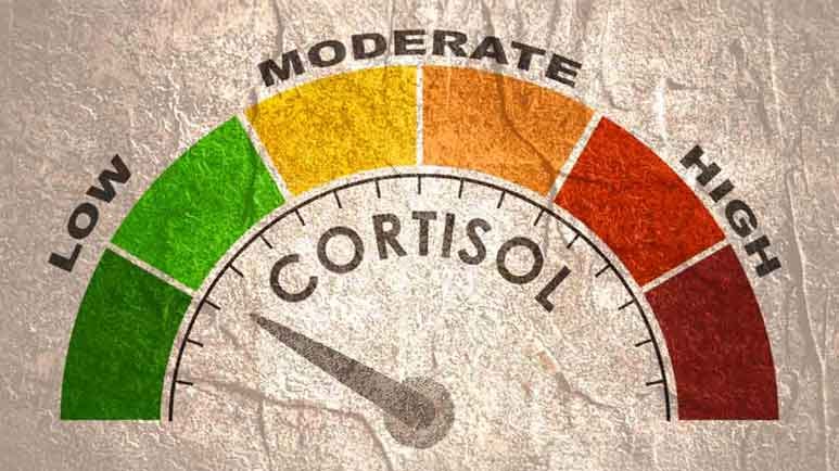exercise cortisol stress biology exercise cortisol stress biology