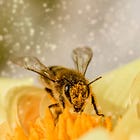 N°16 | 🍯 Le miel, c'est vraiment un problème ? 