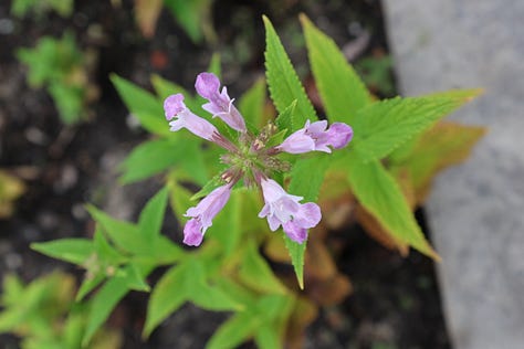 various herb plants
