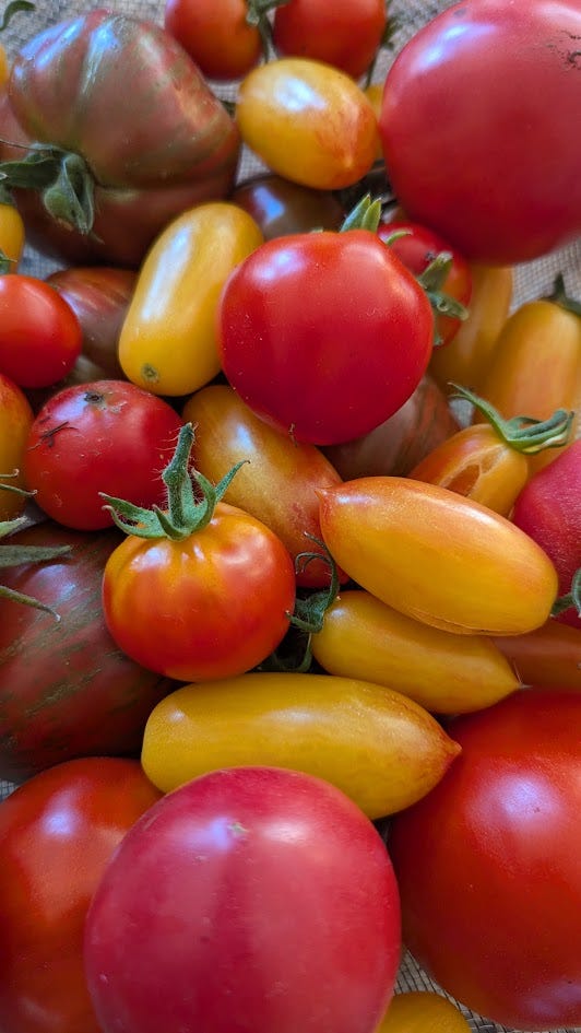 a large pile of ripe tomatoes in reds, yellows, and blushing colors