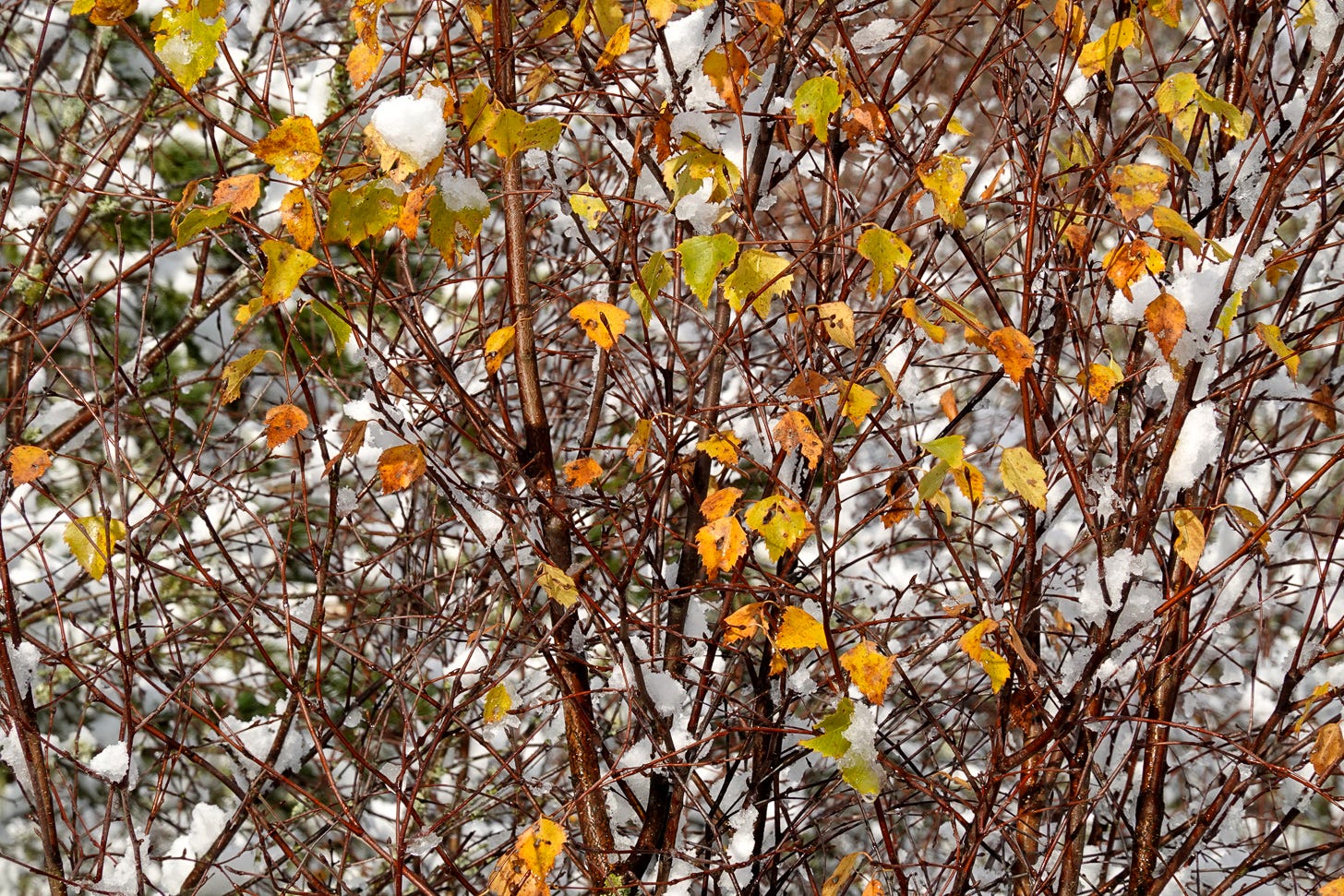 Orange, gold and green leaves decorate dark birch branches against a backdrop of snow Orange, gold and green leaves decorate dark birch branches against a backdrop of snow