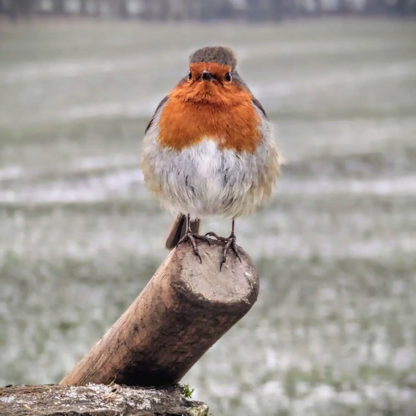May be an image of bird