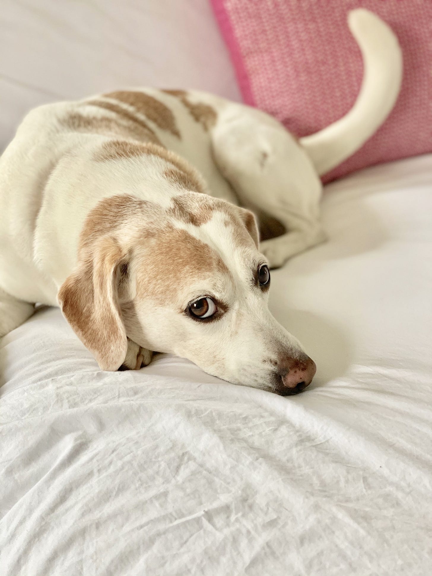beagle mix dog looking at camera