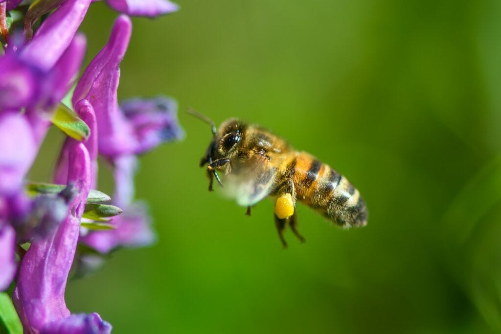Flying bee landing to violet flower Flying bee landing to violet flower