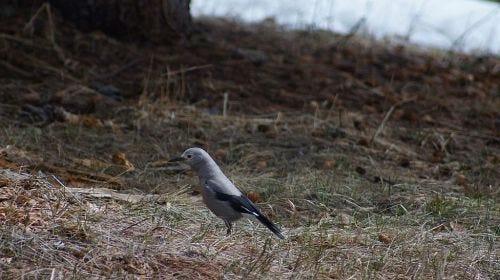 Looking for seeds?