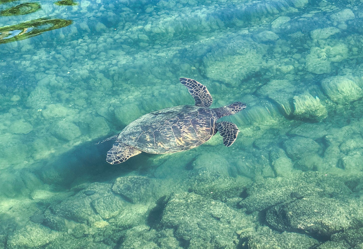 a green sea turtle slowly swimming in turquoise water