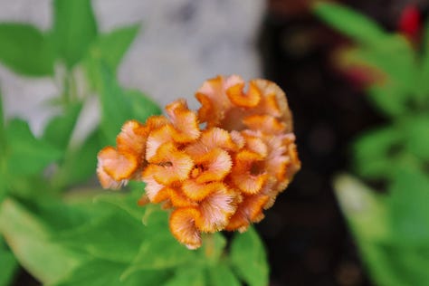 various celosia and cockscomb flowers