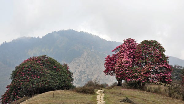 Flowering pink trees on both sides of a mountain trail. 