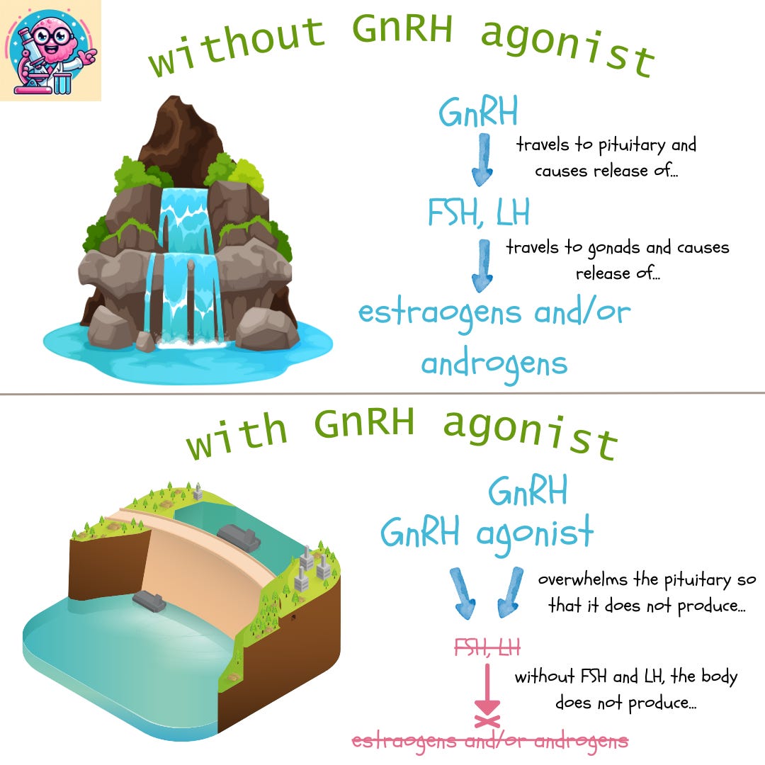 Graphic showing blockade of the hormone cascade with GnRH agonists