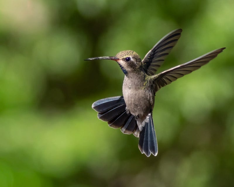 20250901-MaderaCanyon-496-Edit.jpg 20250901-MaderaCanyon-496-Edit.jpg