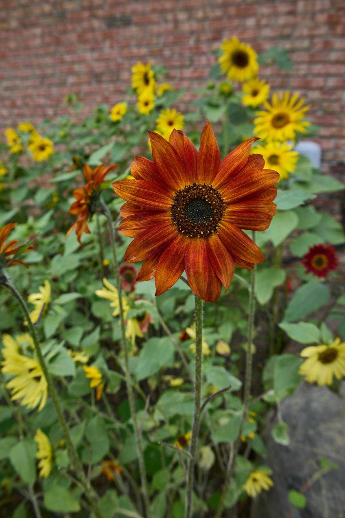a bed of sunflower blooms