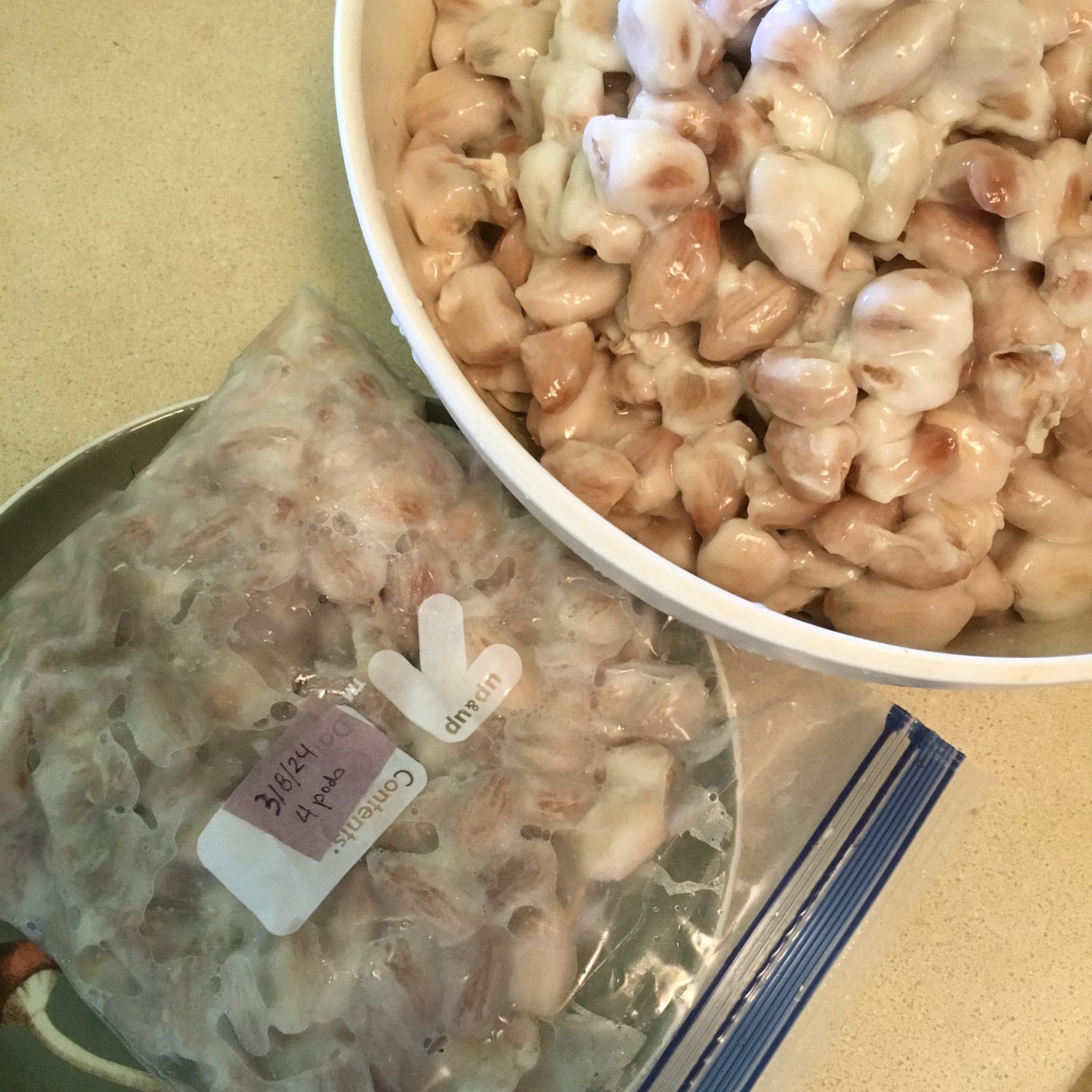 A plastic bag of frozen cacao seeds with a bowl of fresh cacao seeds 
