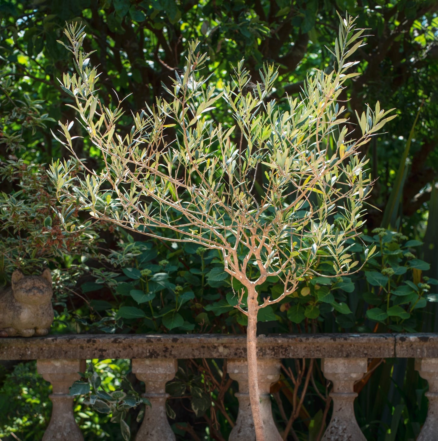Grey-green leaves on gnarly stems of a potted olive tree