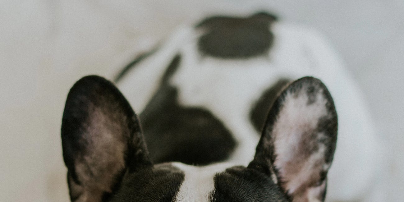 A Solution to the Dog Sh*t Conundrum?