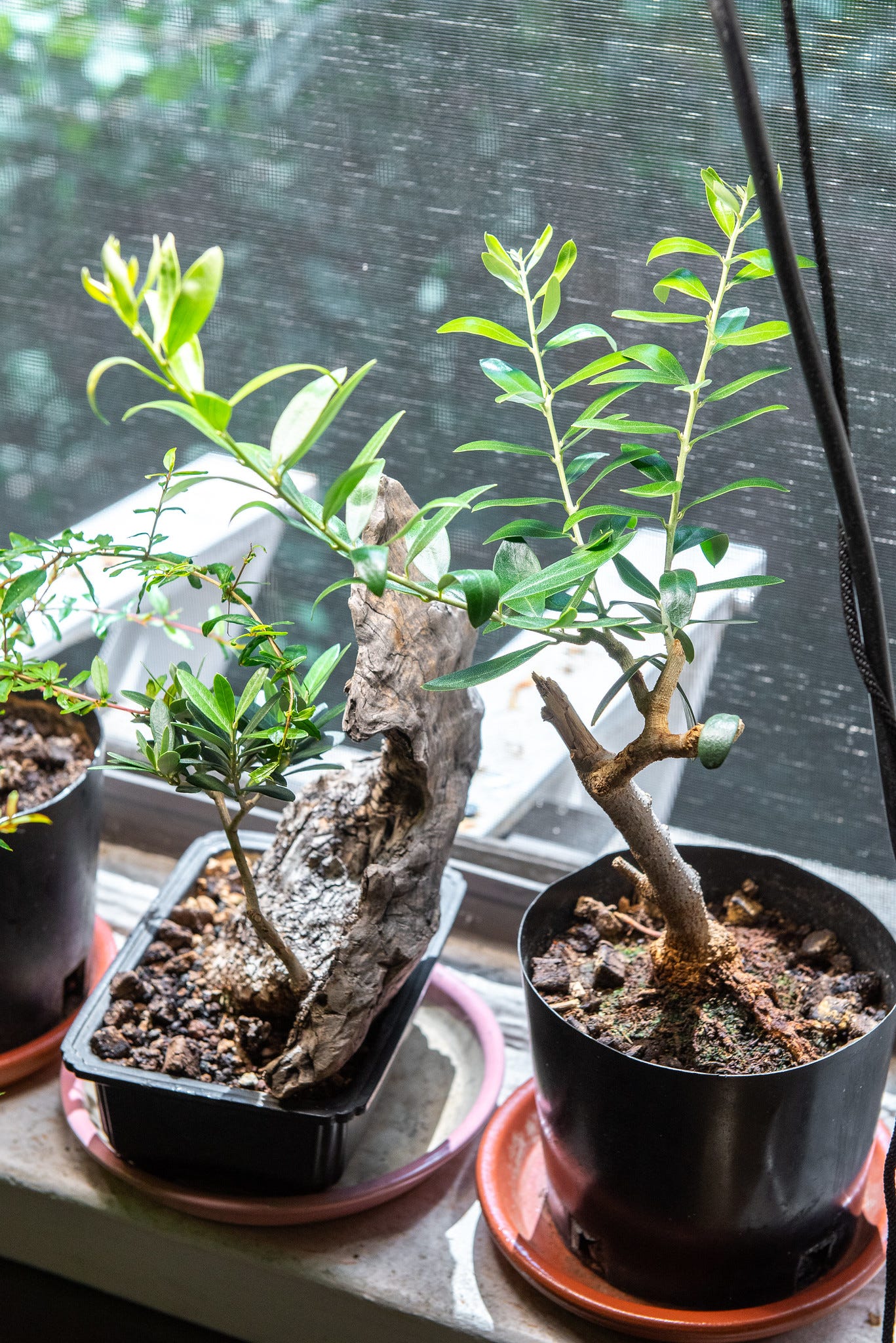 ID: Two olive pre bonsai