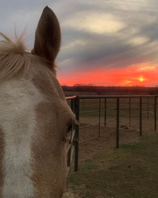 May be an image of horse