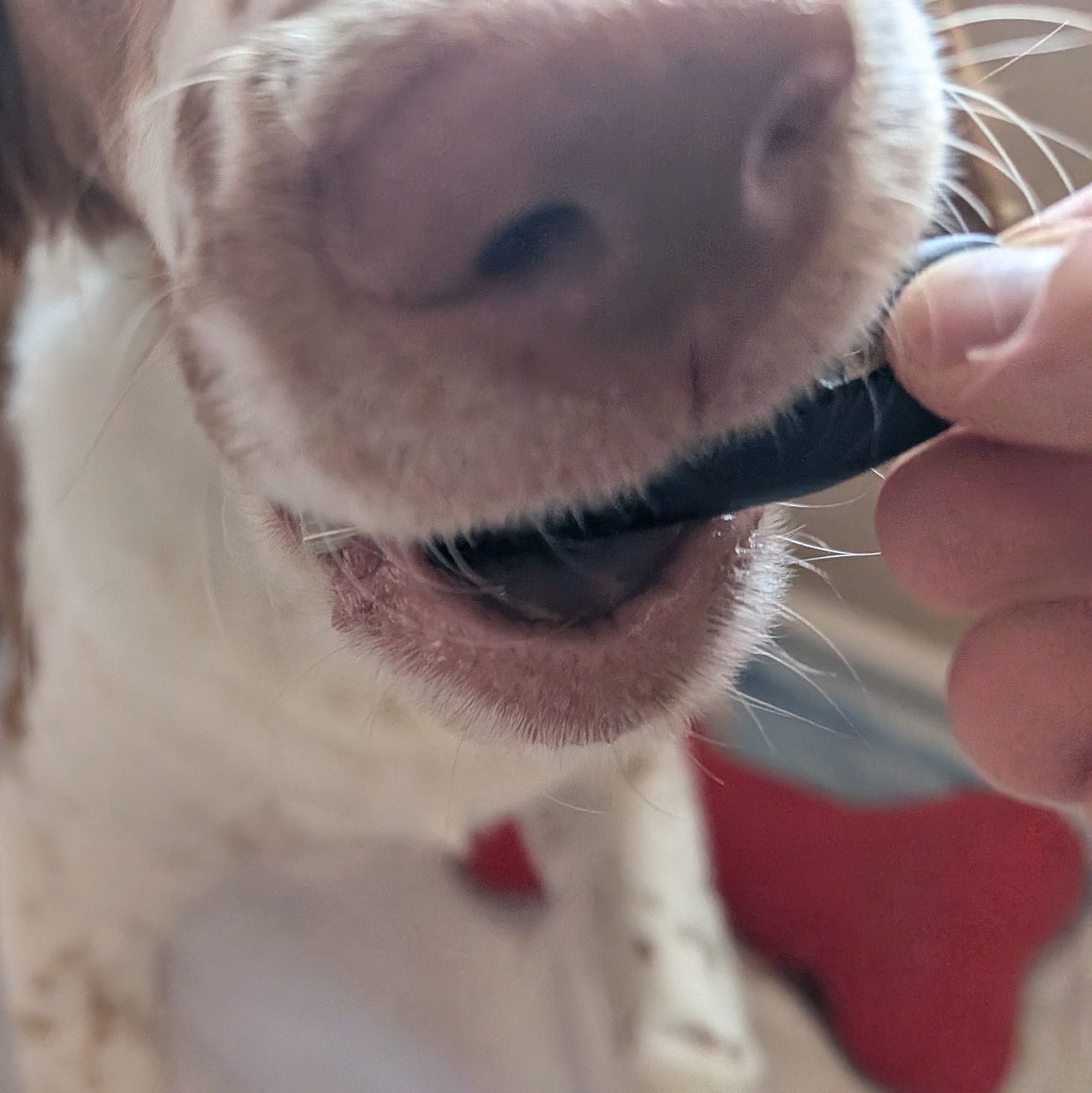 I put my flash drive in front of my puppy's face. Naturally he tried to eat it.