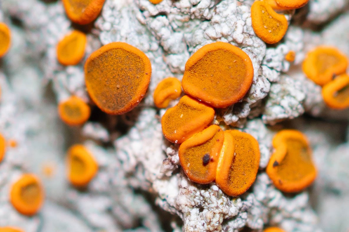 An even closer close-up of the orange discs on the blue-gray lichen