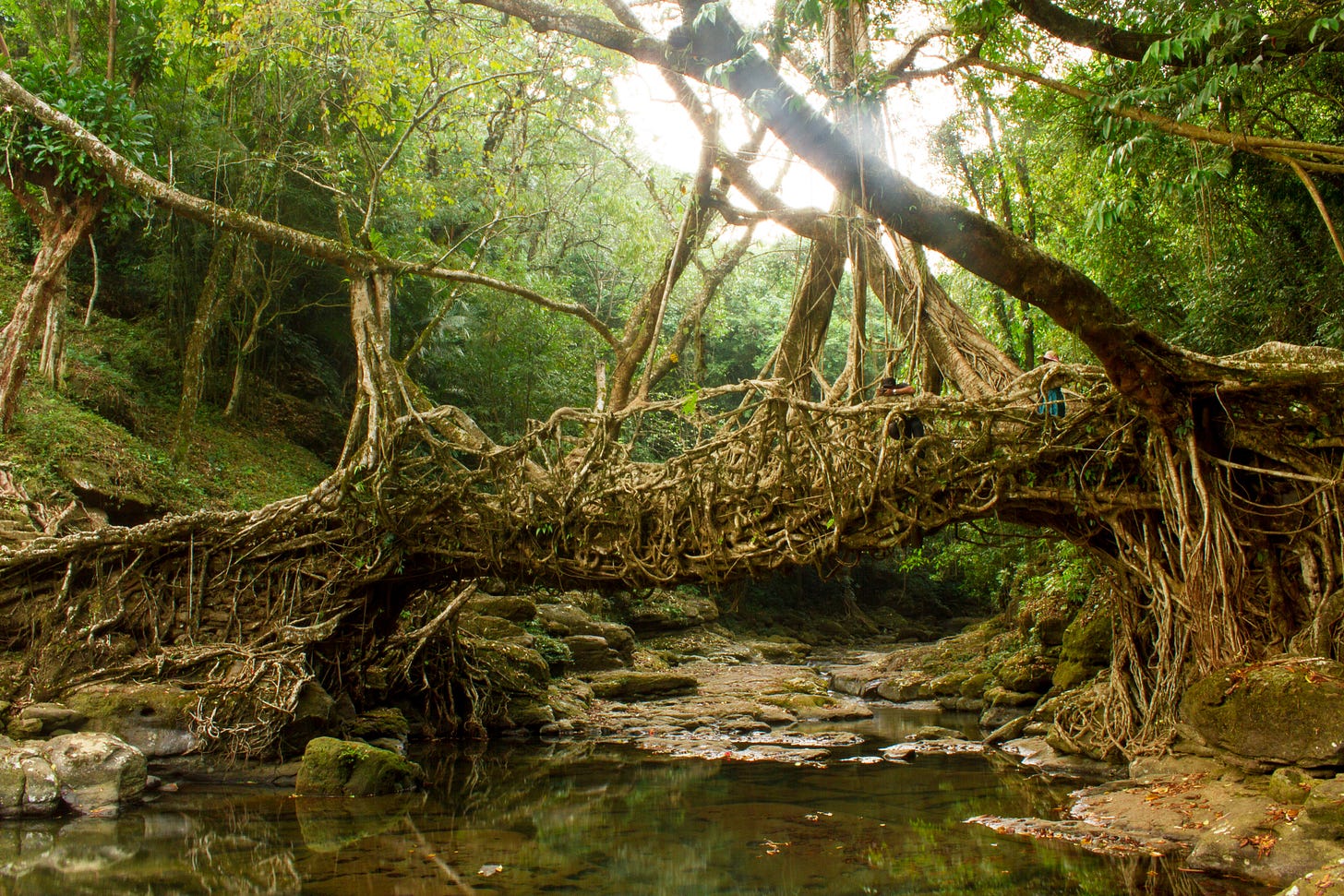 https://upload.wikimedia.org/wikipedia/commons/0/0f/Living_Root_Bridge.jpg