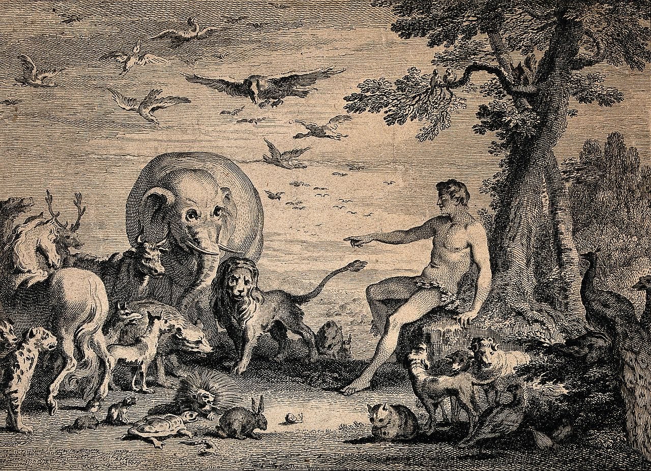 Adam naming the animals. Etching. Wellcome V0034186.jpg