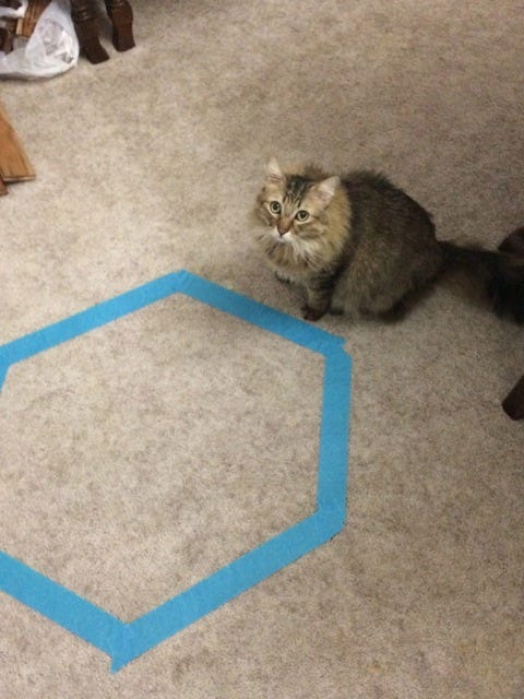 Chase_Tape_Cat_Circles Chase_Tape_Cat_Circles