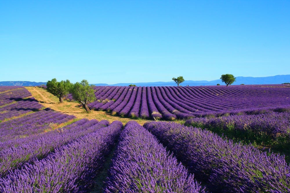 May be an image of French lavender