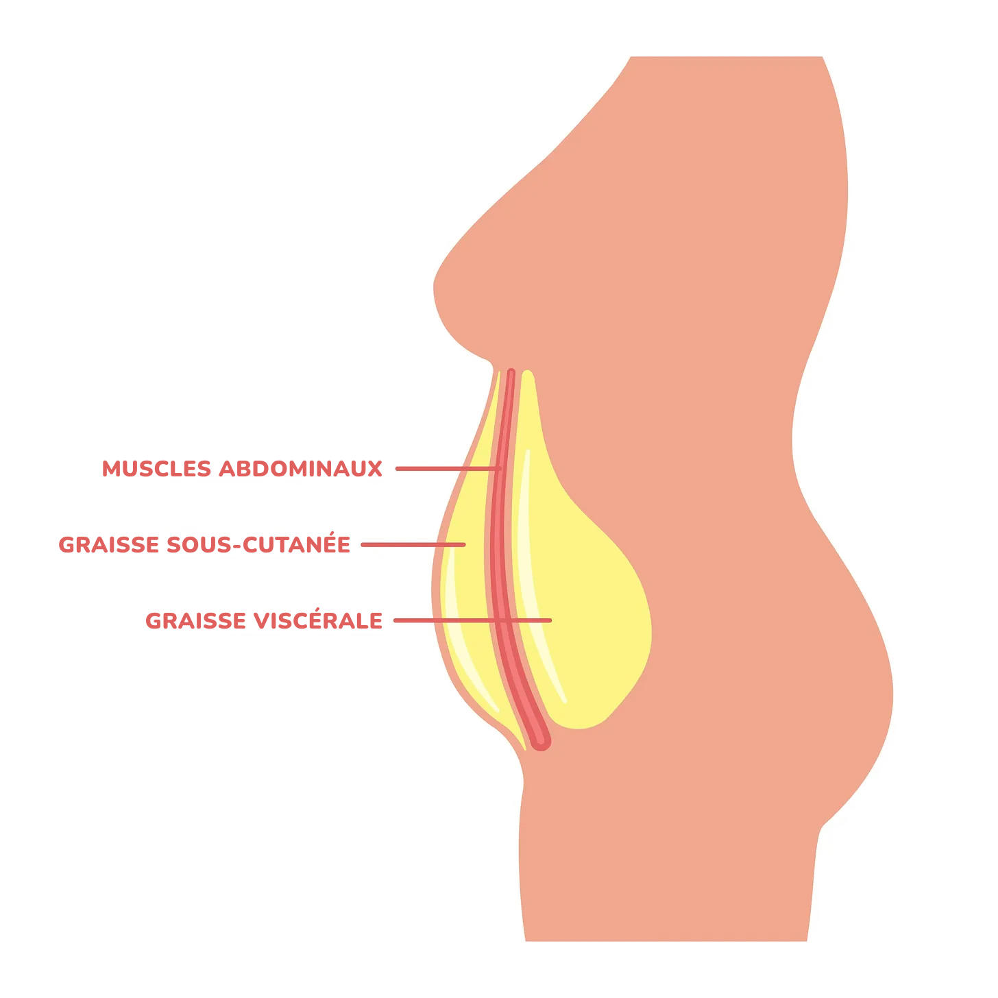 Schéma d'un ventre de profil : la graisse sous-cutanée devant les muscles abdominaux, la graisse viscérale derrière.