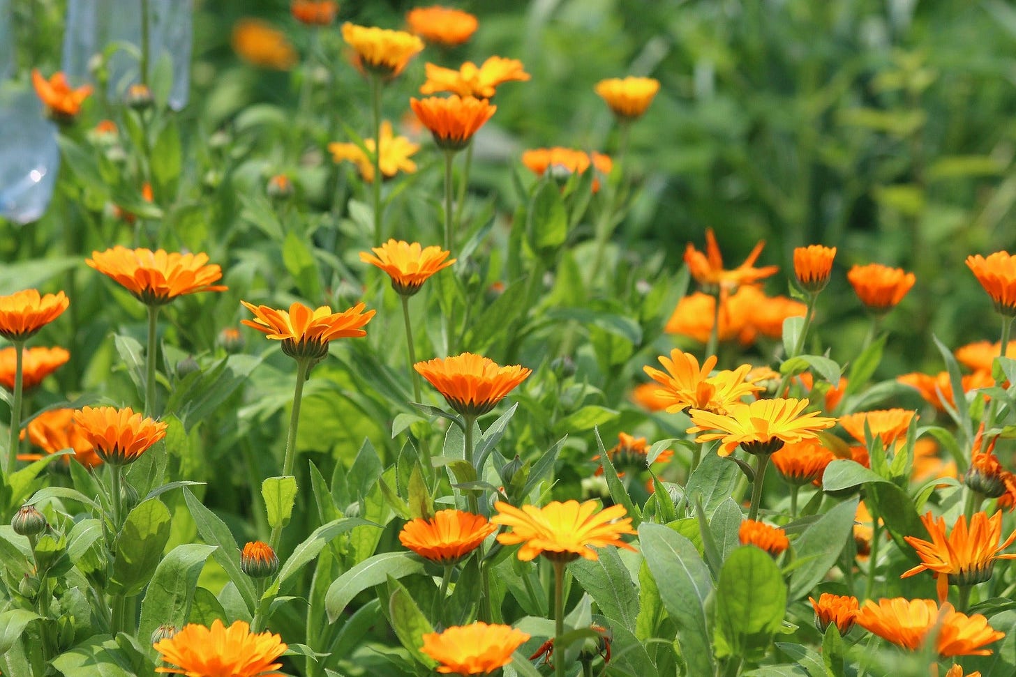 Calendula (Pot Marigold) - Victory Seeds® – Victory Seed Company
