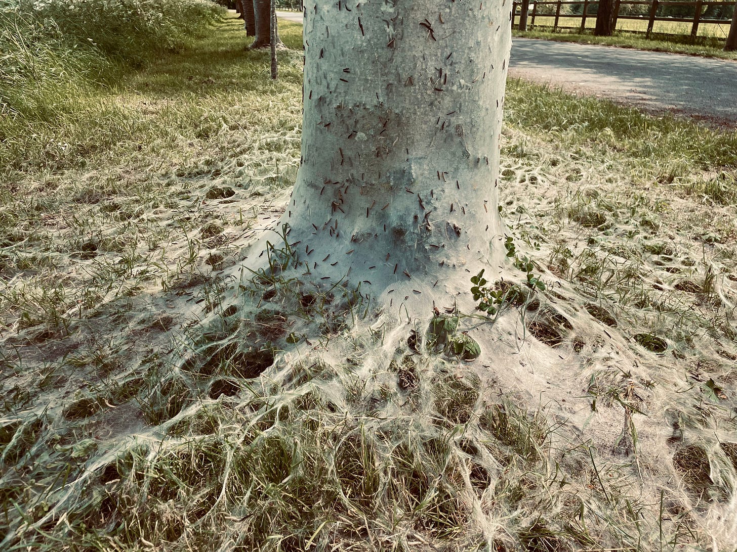 A tree trunk is covered in transluscent white webbing, and lots of small bugs crawl over; the webbing extends across surrounding grass A tree trunk is covered in transluscent white webbing, and lots of small bugs crawl over; the webbing extends across surrounding grass