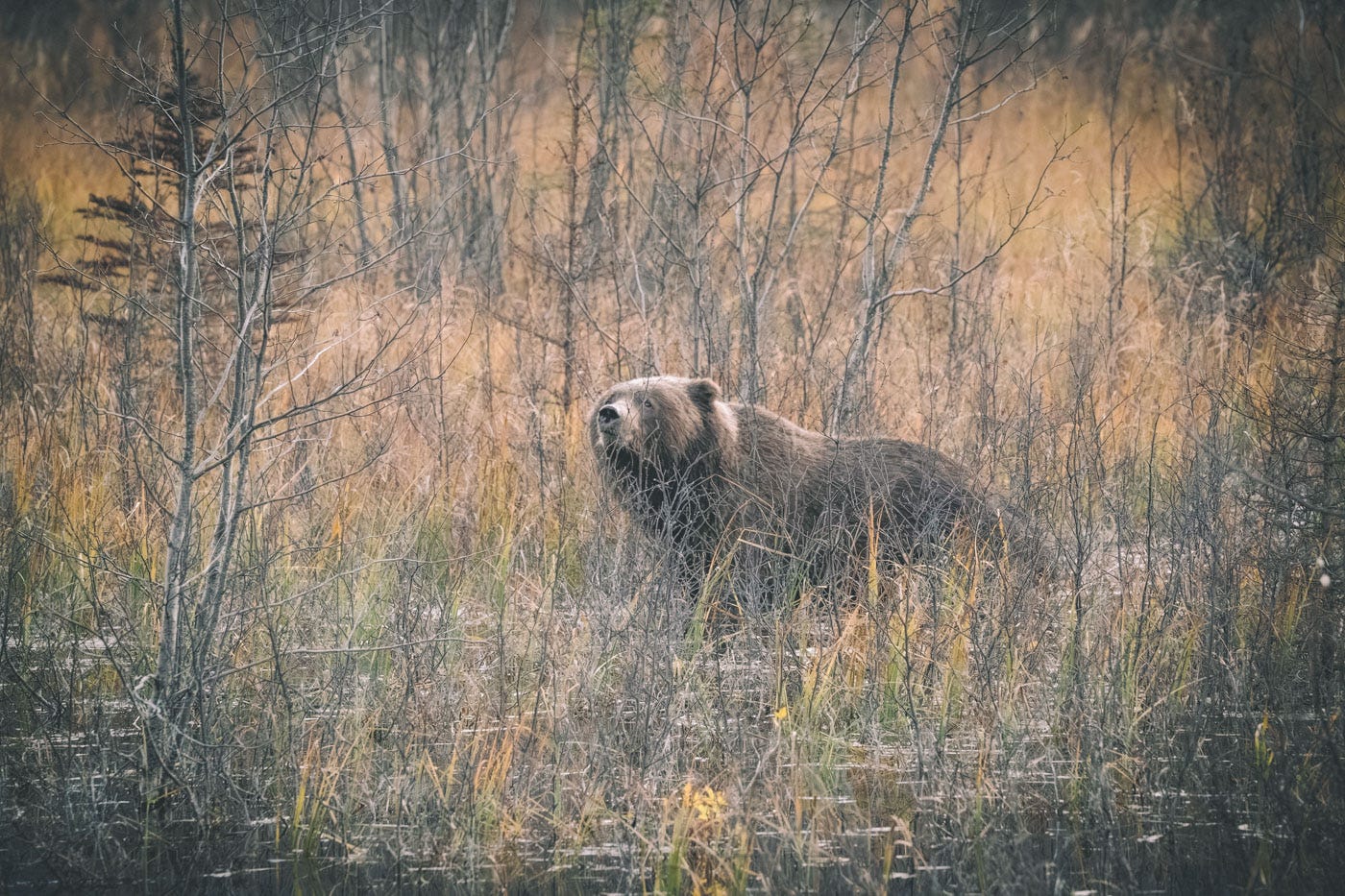 A female brown bear in Alaska.