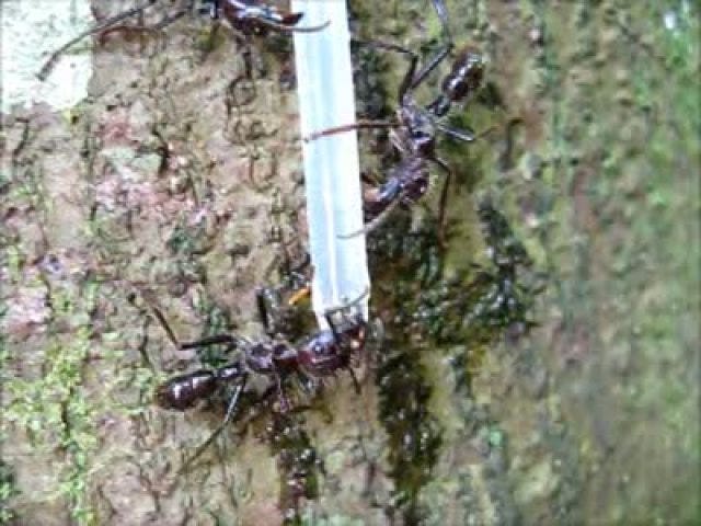 Bullet ants collecting droplet of sugar solution