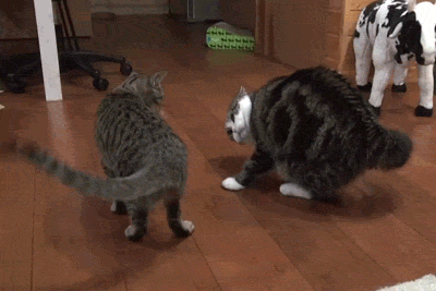 Funny cat Gif