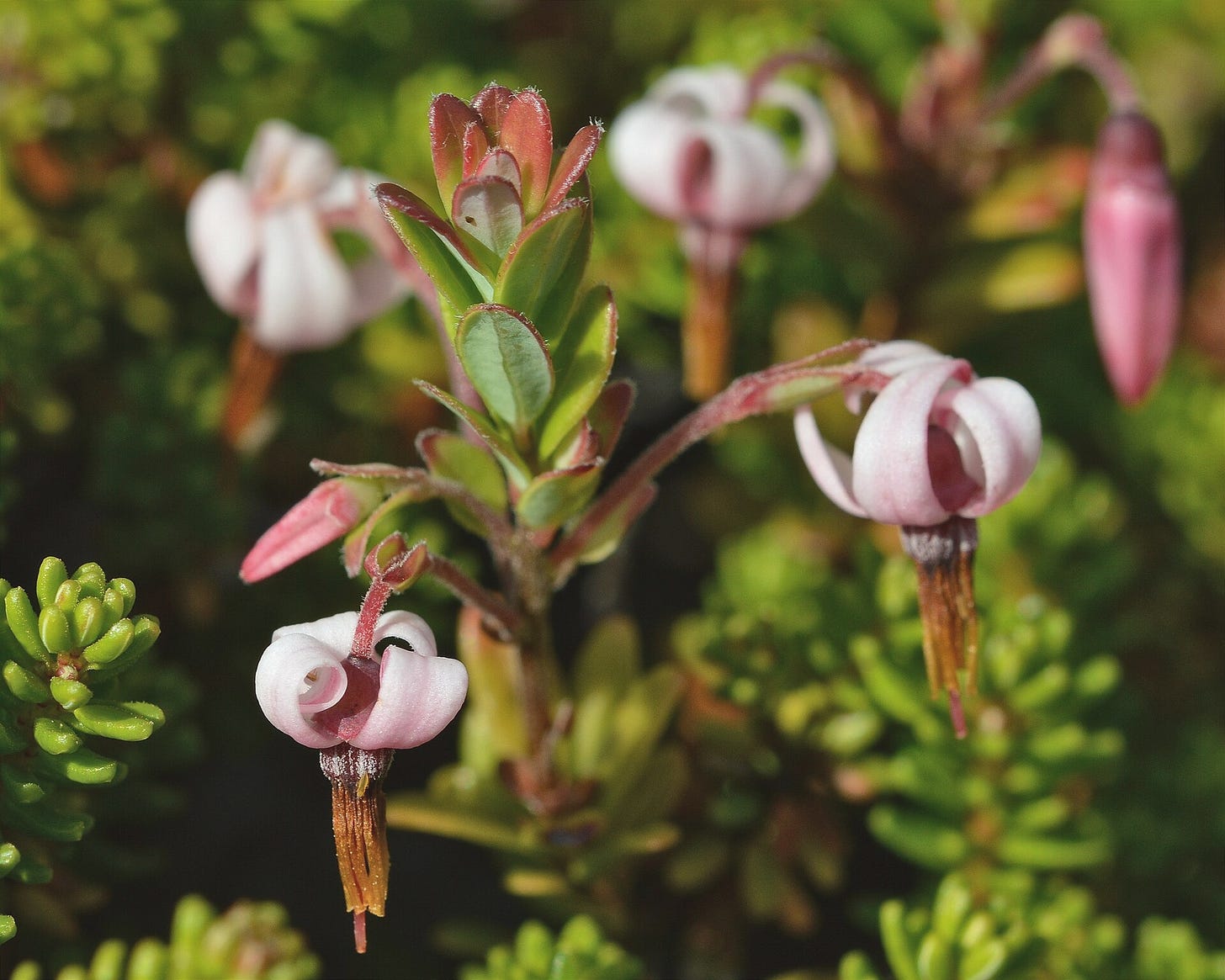 Flowers close-up