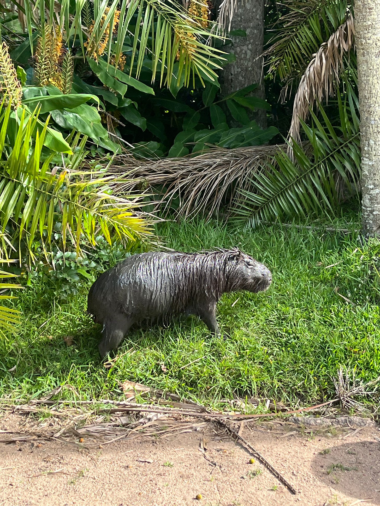 a wet capybara walking through green grass and plants a wet capybara walking through green grass and plants
