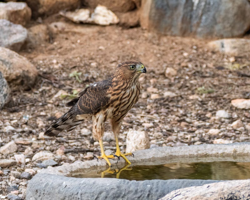 20260721-Marana-662-Edit.jpg