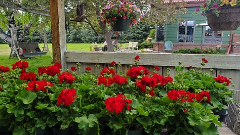 A nine-image gallery grid. Top row, left to right: geraniums and other flowers in a yard, a view of hills from the top of a ridge, a rainbow in a neighborhood. Middle row, left to right: Potted plants on a backyard patio, looking through trees to a river and a small village on the far side of the river, an abundant backyard garden. Bottom row, left to right: a chipmunk perched on the edge of a large metal dog bowl, getting a drink, graffiti on a train car, two magpies on a wire fence.