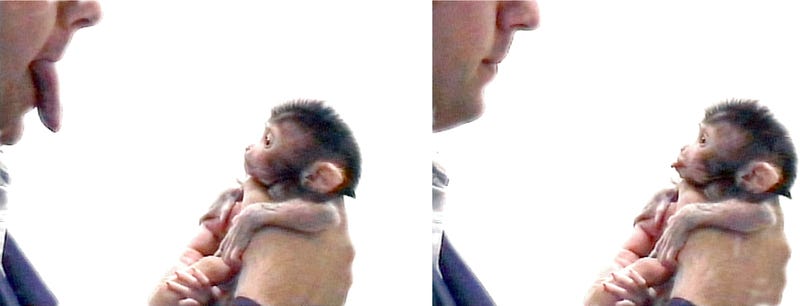 Primates learn by imitation