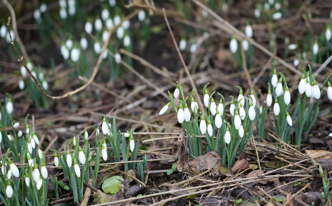 PETAL, SEPAL OR TEPAL?