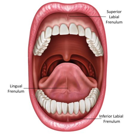 Erie CO Frenectomy Cost - Erie Tongue Tie Cost - Erie Colorado Lip Tie Cost  | Hardy Pediatric Dentistry & Orthodontics